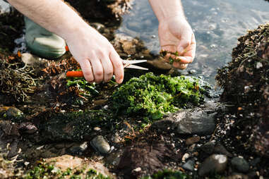 Cutting seaweed 
