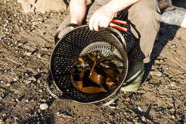 Seaweed in basket