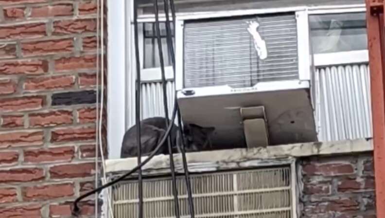 cat on window ledge