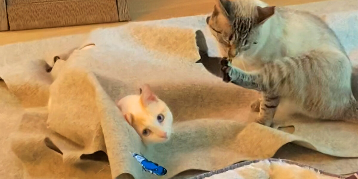 Cat Hates The New Kitten Until... ️ - Videos - The Dodo