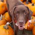 This Chocolate Lab And His Emotional Support Pumpkin