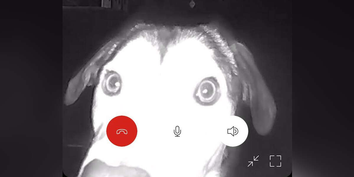 Animal Shelter's Doorbell Rings At 130 AM — And Staff See A Familiar