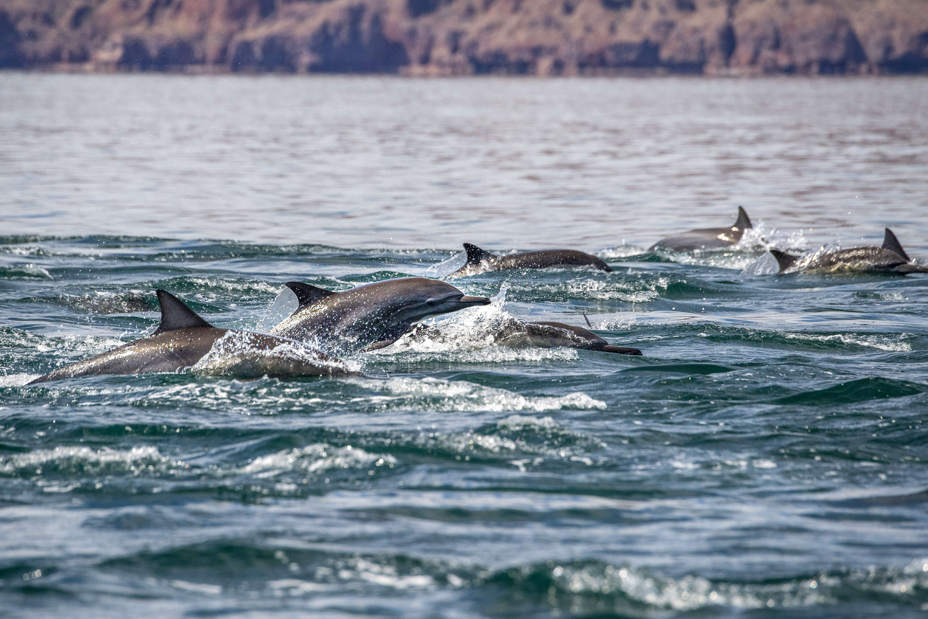 swim with the dolphins in the blue sea Loreto Bay 
