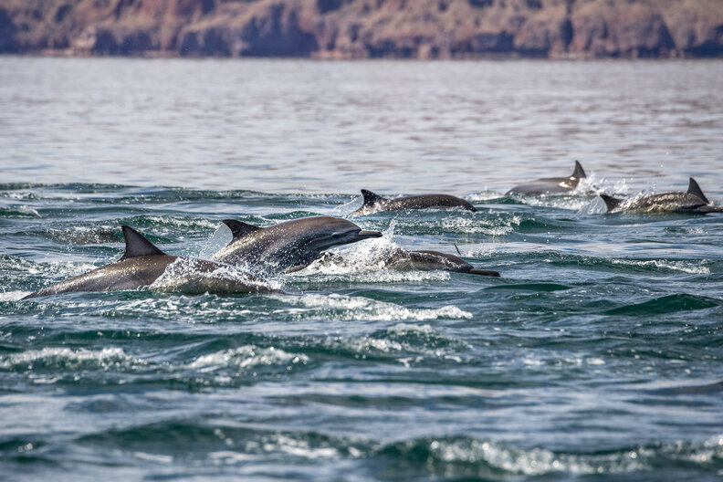 swim with the dolphins in the blue sea Loreto Bay