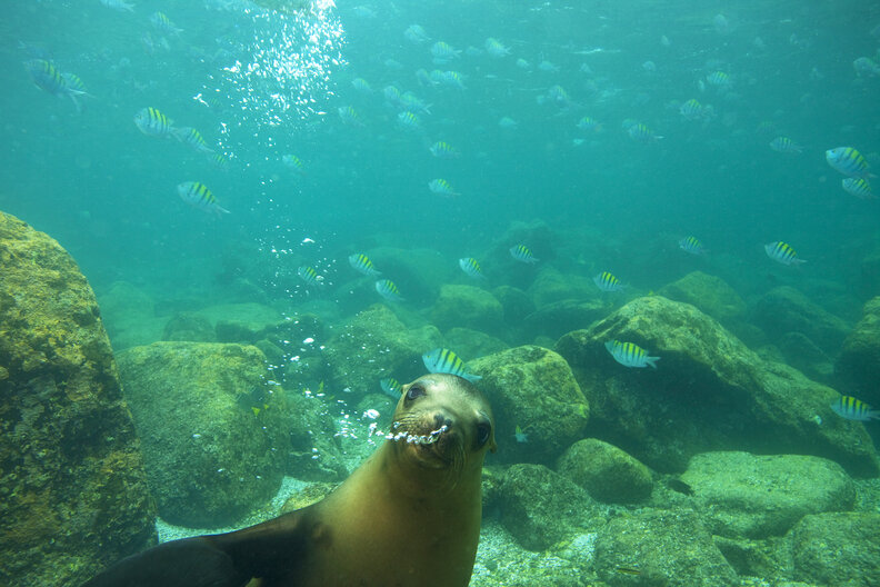 Sea Lion, Los Islotes Island, Loreto National Marine Preserve