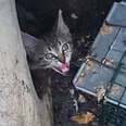 Woman Crawls Through Drain Pipe to Save Kitten