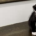 Rescued Kitten Becomes One Of The Girls