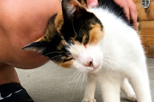 Street Cat Is So Determined To Get Inside This Woman’s Home