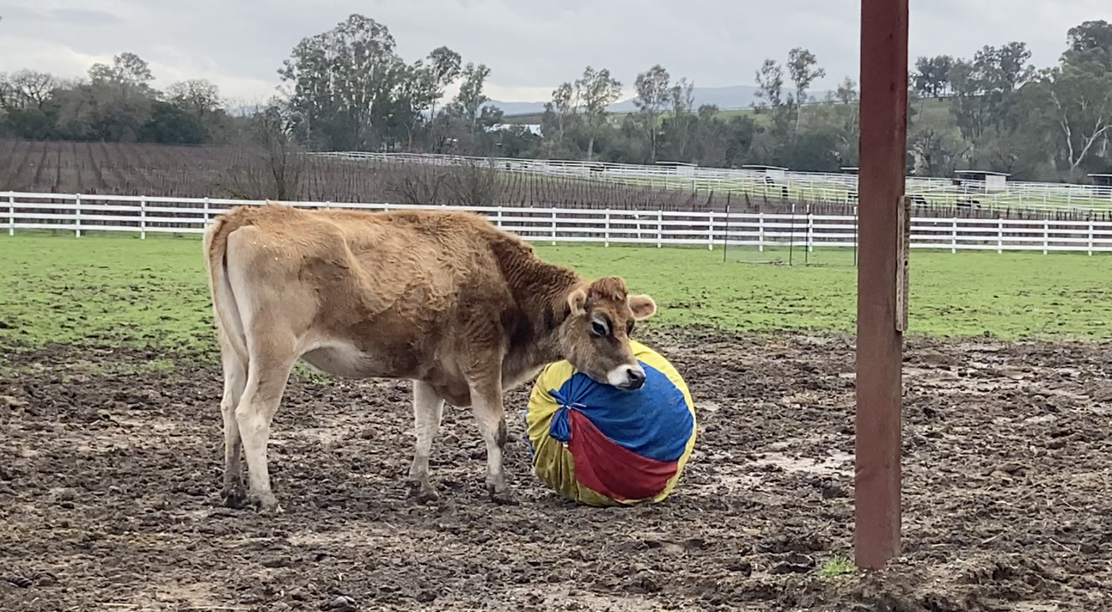 Cow Rescue Rescue Cow Won't Stop Crying Until She Gets Her Favorite Thing Back ...