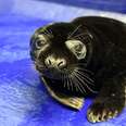 Rescuers Are Stunned When They Find Gray Seal Pup With Rare Skin Condition