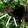 Guy Risks Life To Rescue Cats From Trees