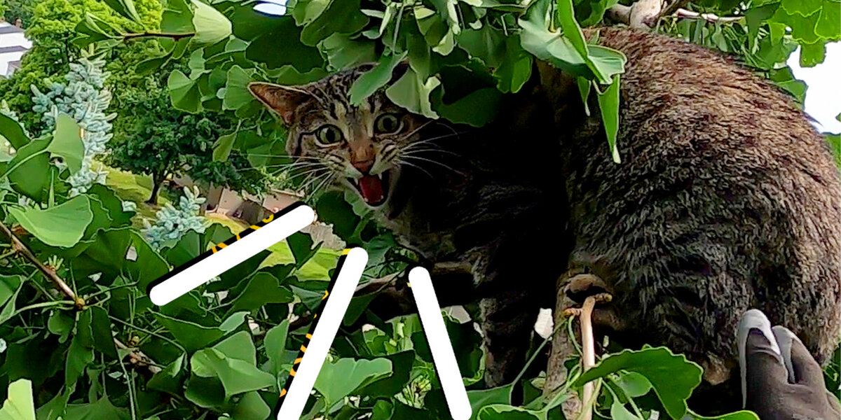 Guy Risks Life To Rescue Cats From Trees - Videos - The Dodo