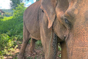 Guy Frees Elephant After 50 Years In Chains