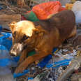 Dog Dumped in Trash Gets a New Home