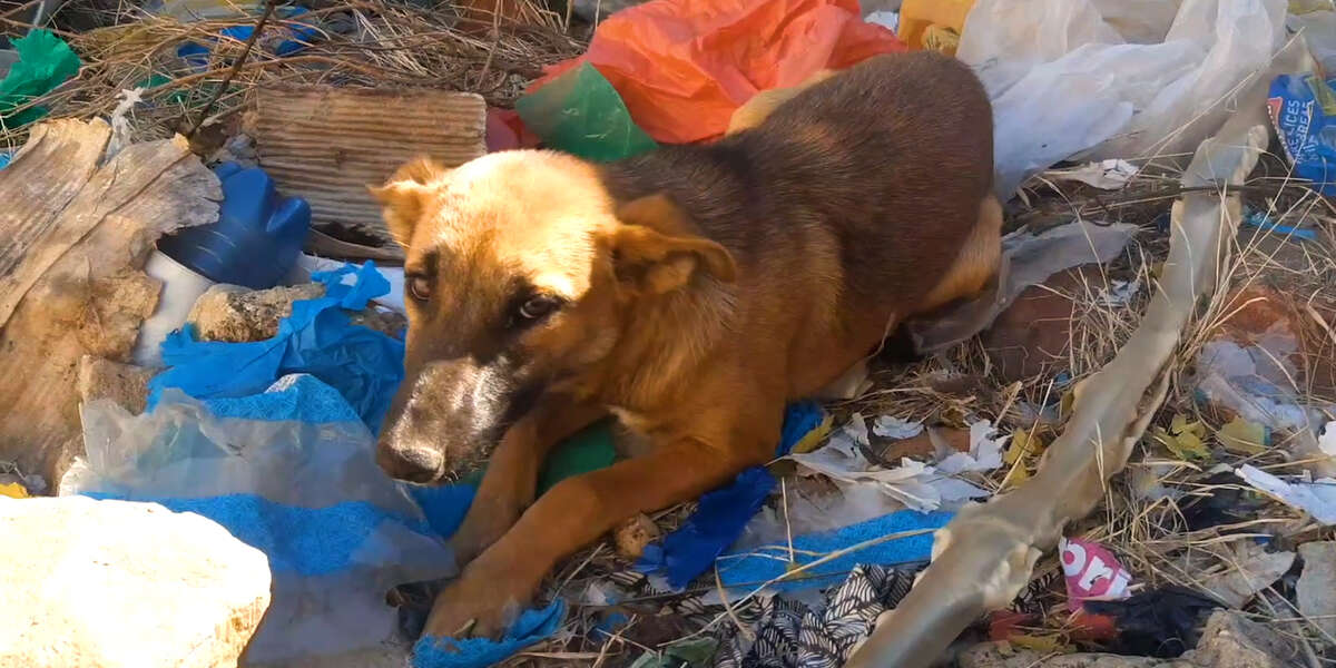 Dog Dumped in Trash Gets a New Home - Videos - The Dodo