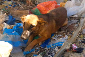 Dog Dumped in Trash Gets a New Home