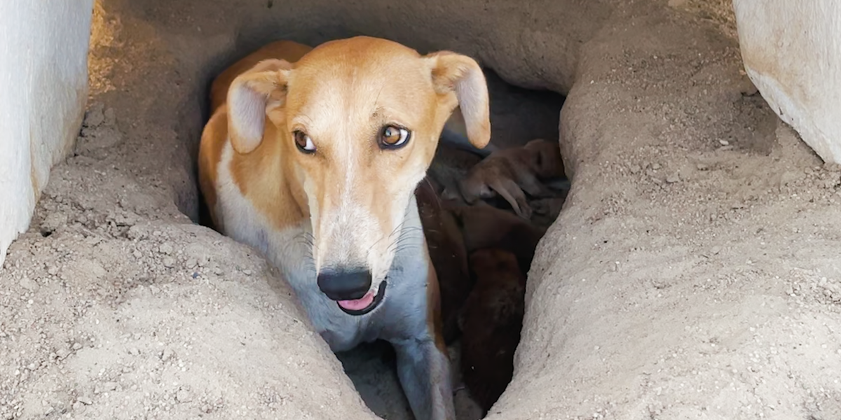 Mama Dog And Puppies Were Found In A 122-Degree Desert - Videos - The Dodo