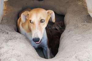Mama Dog And Puppies Were Found In A 122-Degree Desert