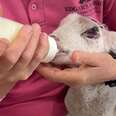 Newborn Lamb With Broken Legs Makes An Incredible Recovery