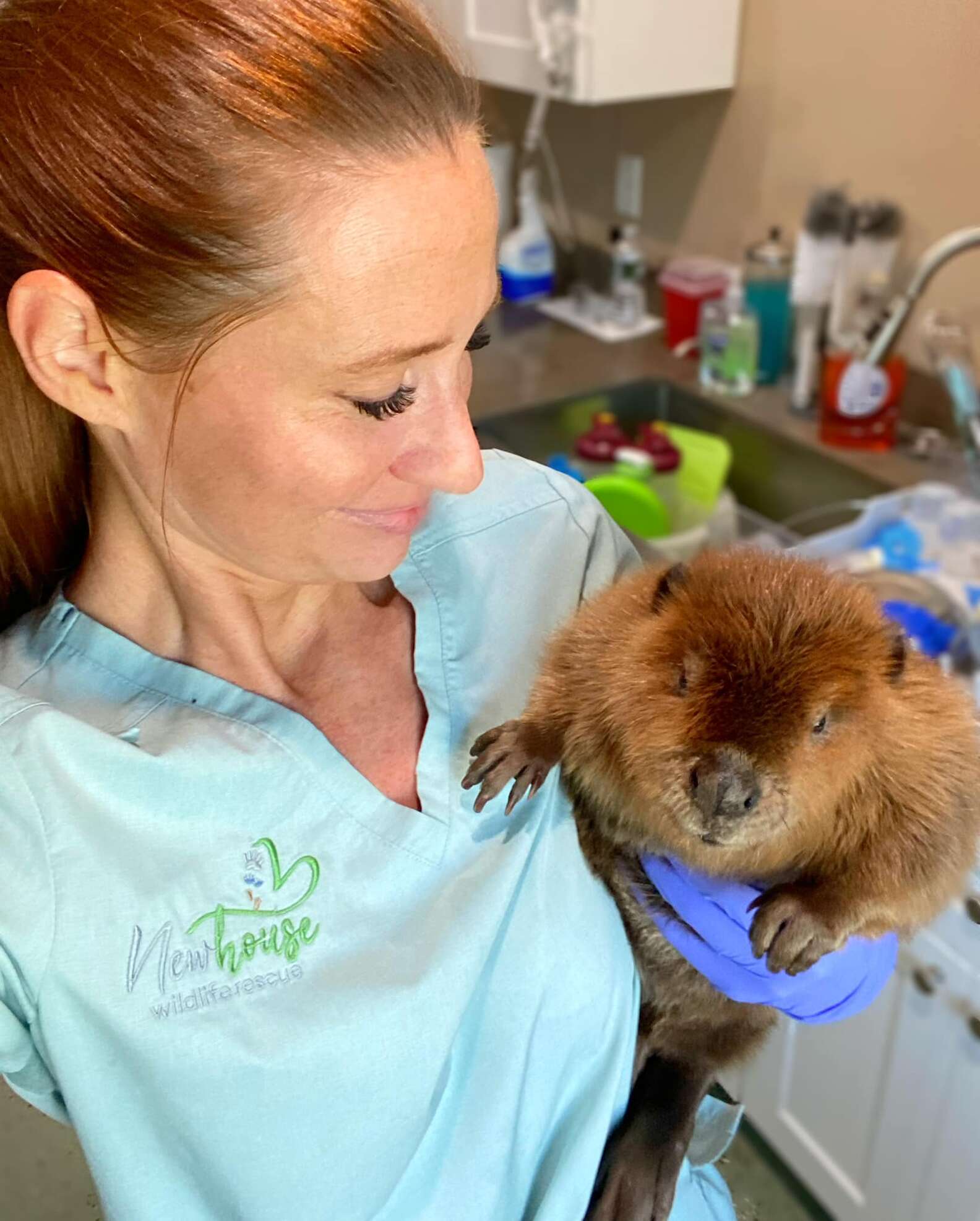 Saved Beaver Rescued Beaver Creates A Clever System For Cleaning Up Her Room - The Dodo