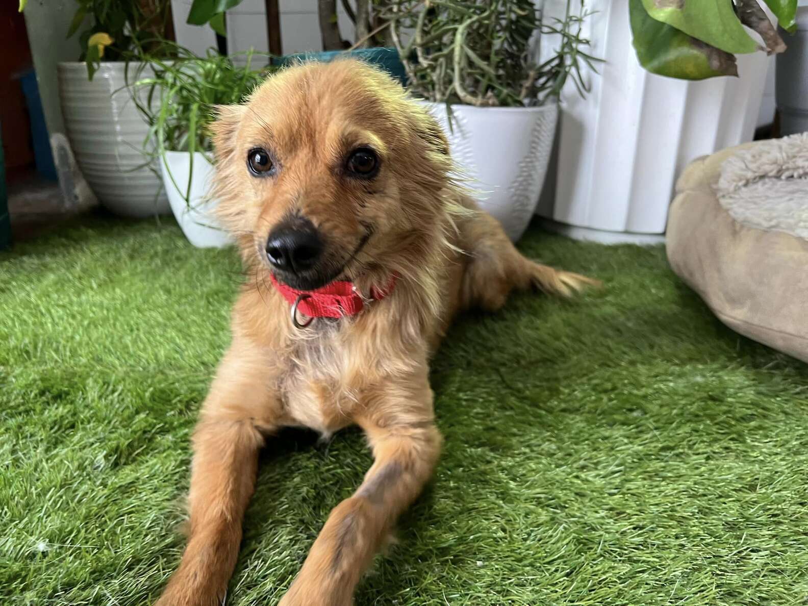 Tiny Dog Can't Stop Smiling At Everybody After Being Rescued - The Dodo