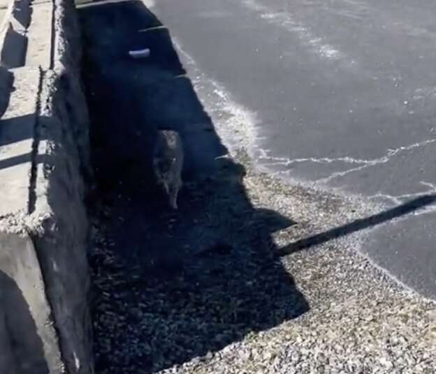 Cat Walks Up To Lady In Parking Lot And Begs To Go Residence With Her Cat Walks Up To Lady In Parking Lot And Begs To Go Residence With Her