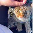 Cat Walks Up To Woman In Parking Lot And Begs To Go Home With Her