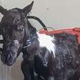 Tiny Rescue Pony Is Proof Miracles Exist