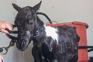 Tiny Rescue Pony Is Proof Miracles Exist