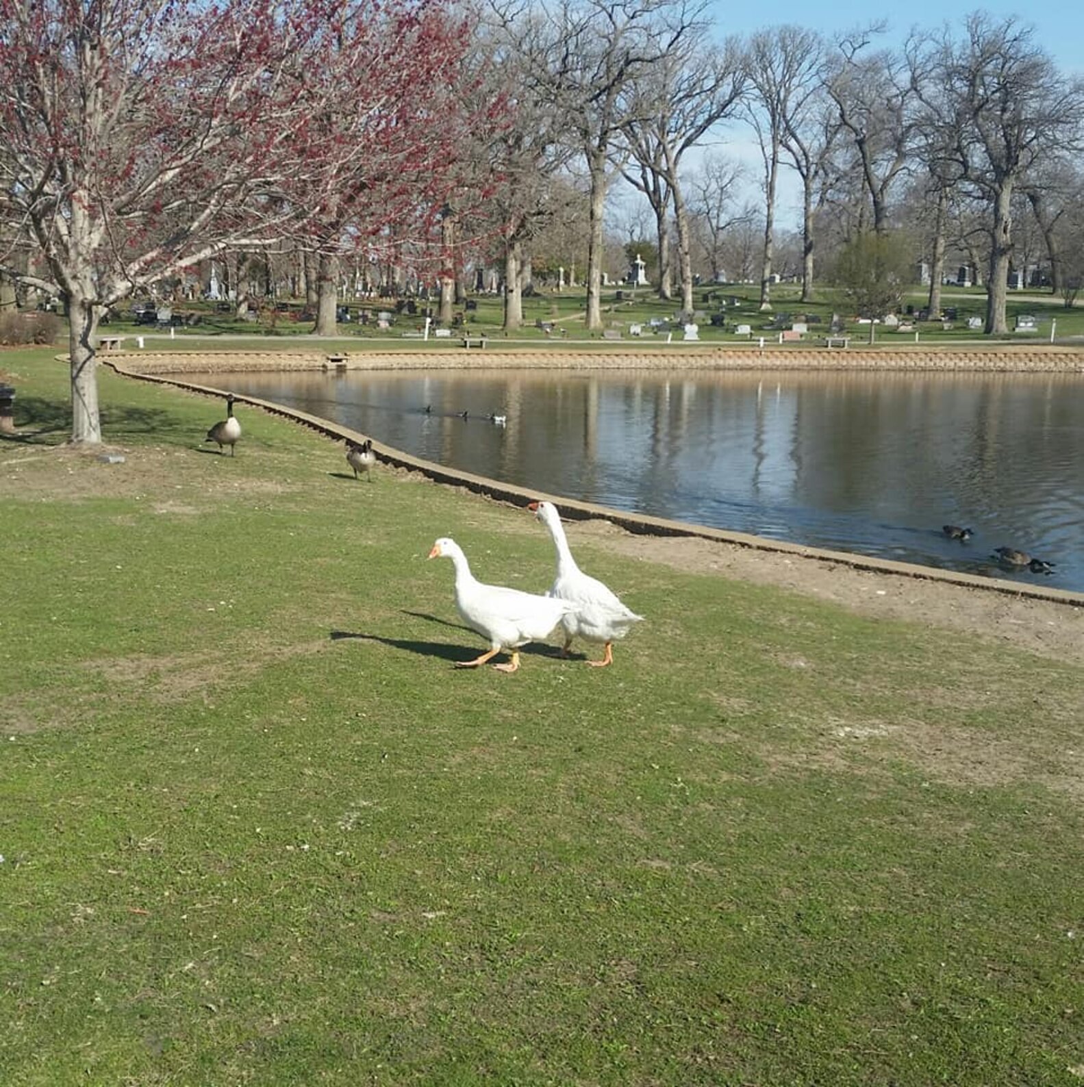 Heartbroken Goose Wanders Cemetery Looking For The Love She Lost - The Dodo