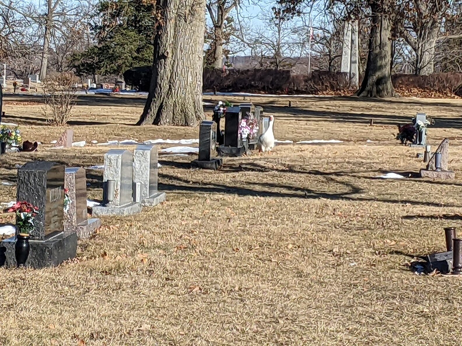 Heartbroken Goose Wanders Cemetery Looking For The Love She Lost - The Dodo