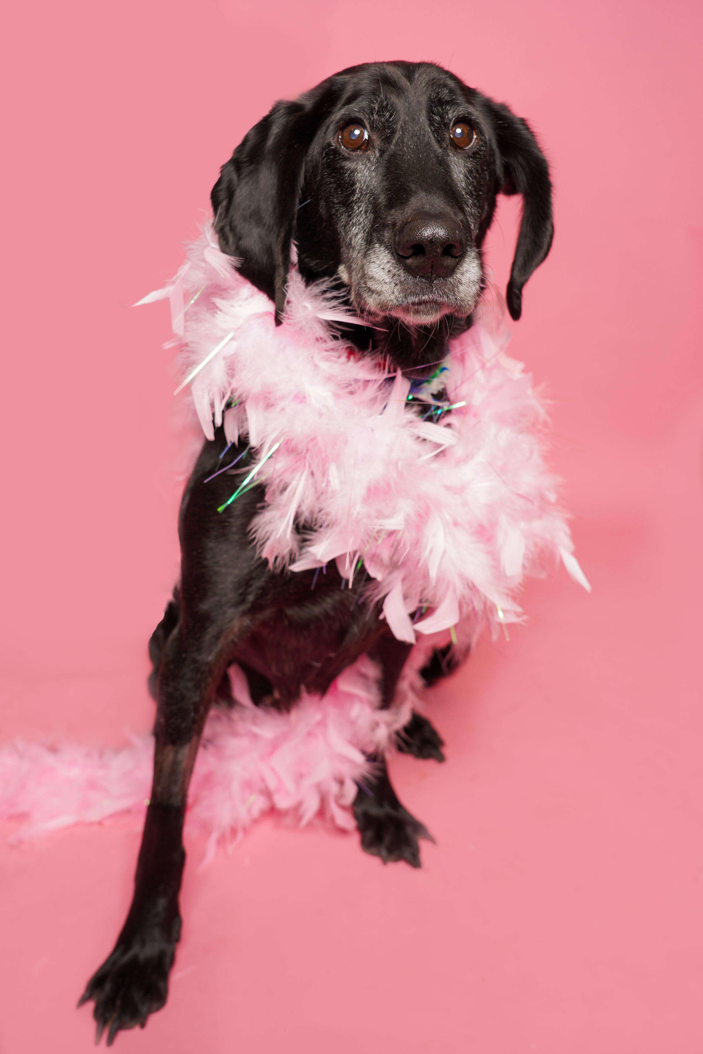 dog with feather boa 