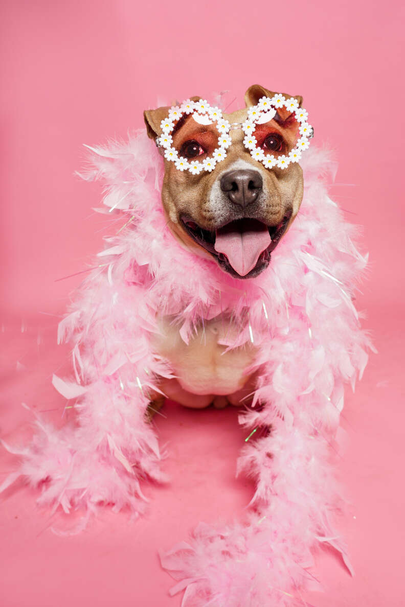 dog with sunglasses