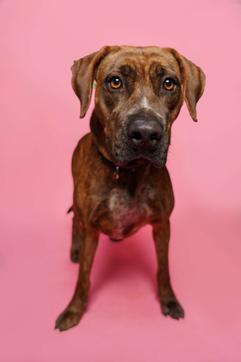 dog with pink background 