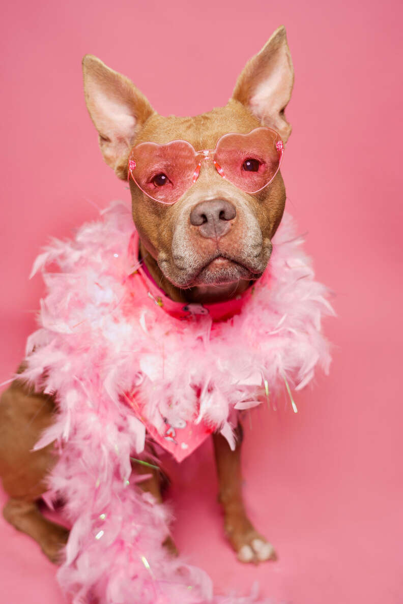 dog with feather boa