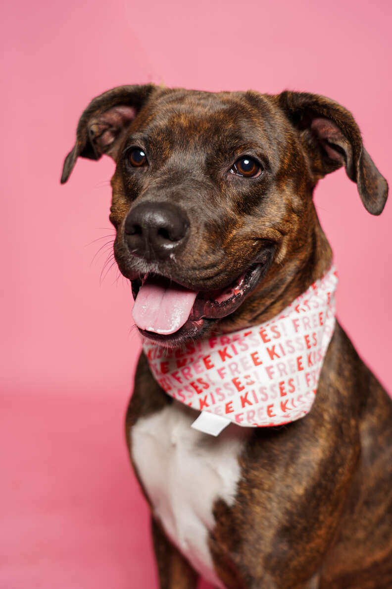 dog with bandana 