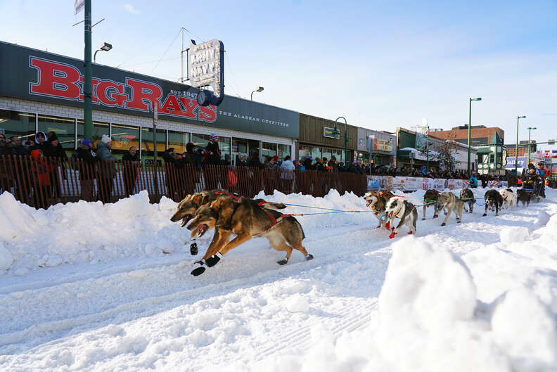 Iditarod sled dogs racing