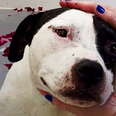 Mama Pittie Gets Full Service Spa Day