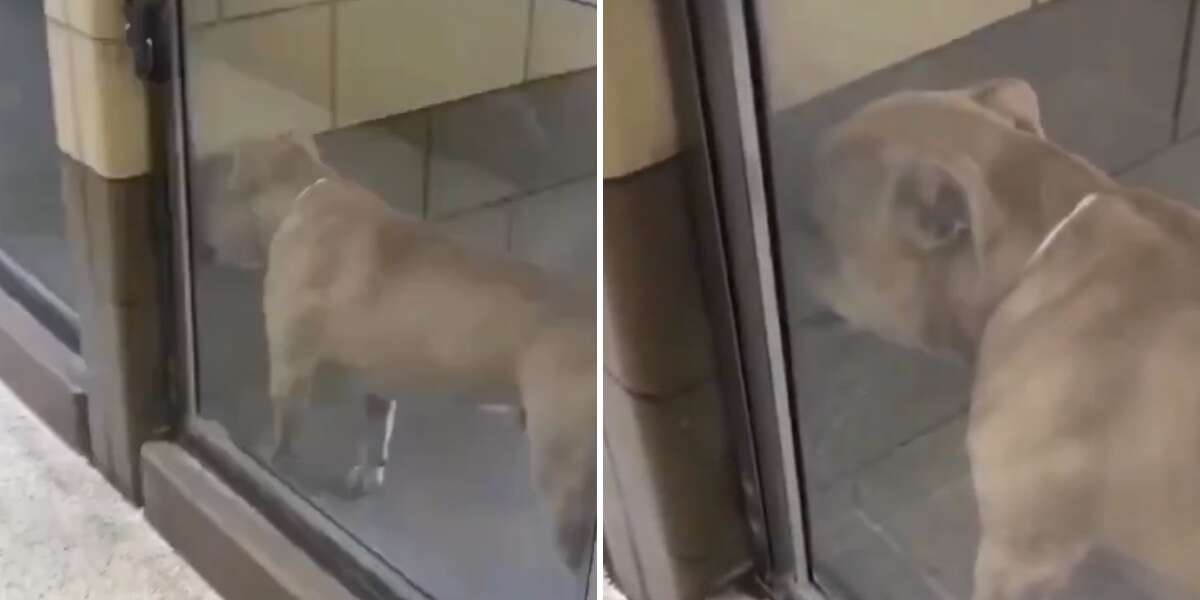 dog crying in kennel