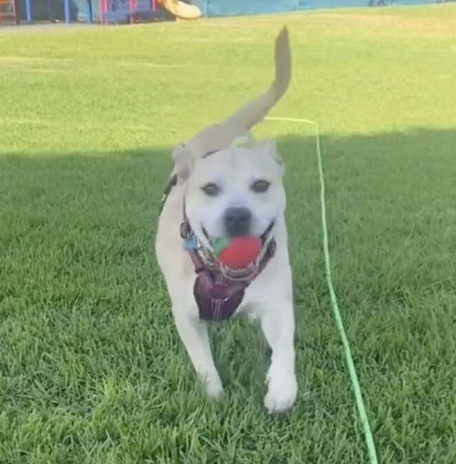 dog running with toy