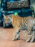 Tigers Rule India's Most Majestic National Park