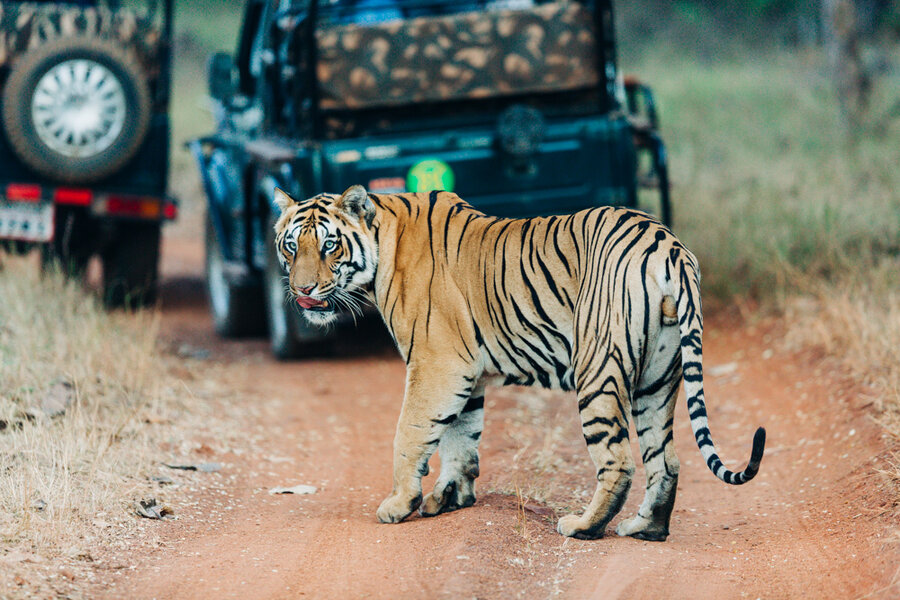 Safari in India: Meet the Royal Bengal Tiger