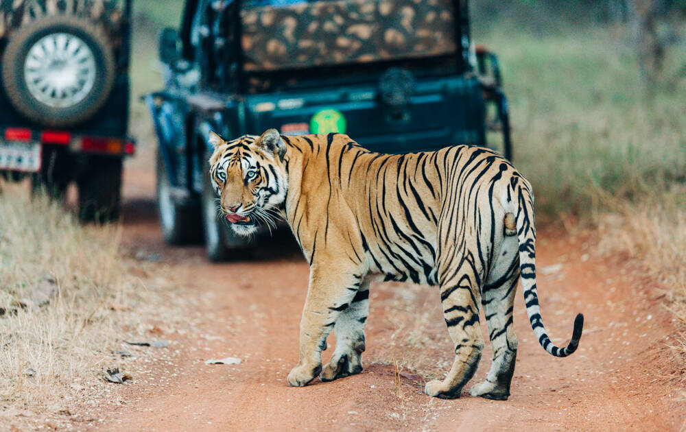 Guide to Tadoba National Park in India - Thrillist