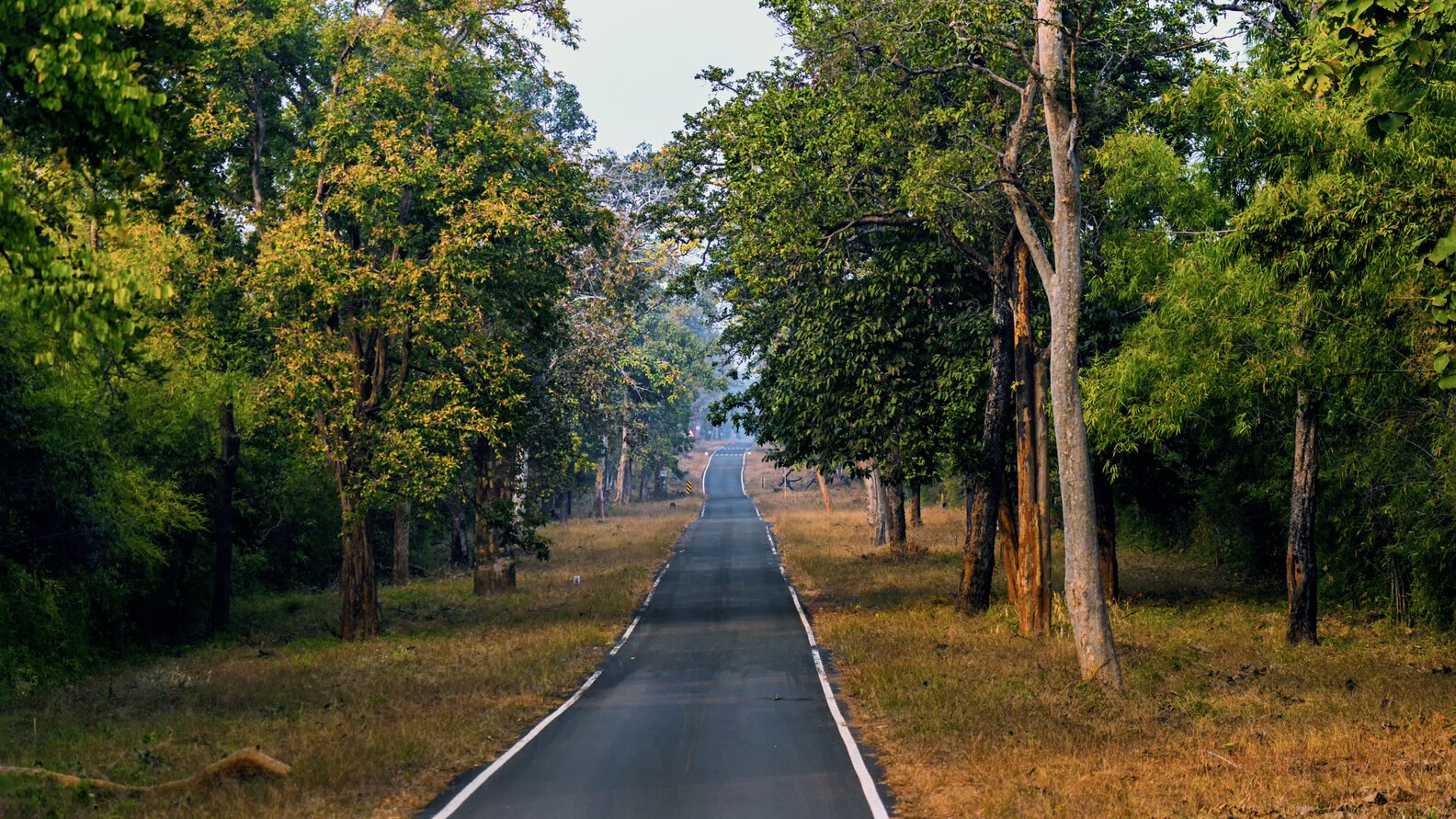 Nearest Airport To Tadoba National Park www.thrillist.com