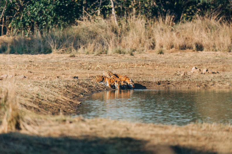 Interesting Facts about the Majestic Royal Bengal Tigers at the Tadoba Tiger  Reserve