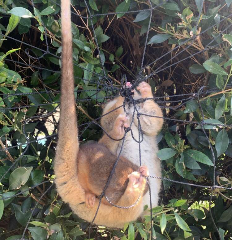 possum tangled in net