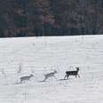 albino fawns