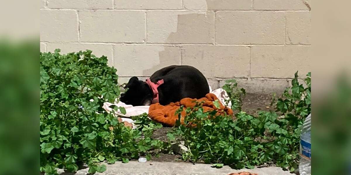 Dog Left On Curb With All Her Belongings Waits Patiently For Family To Return