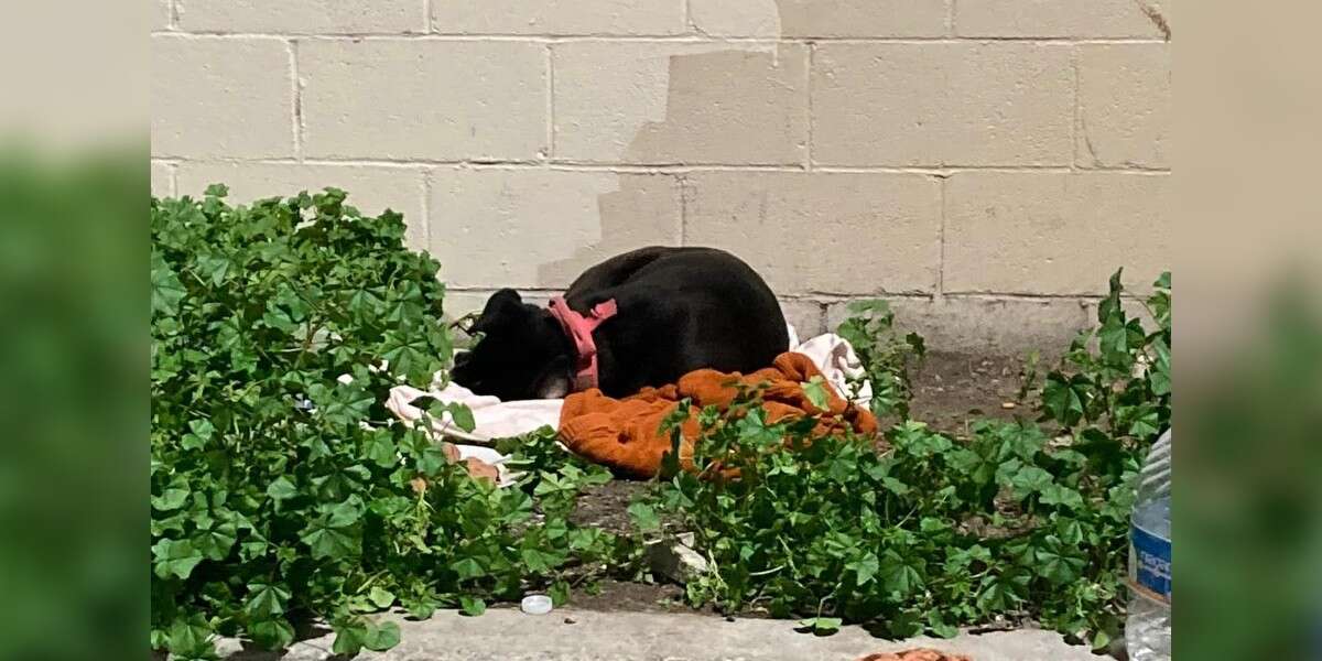 Dog left on curb with all her belongings waits patiently for family to return