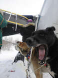 Level Up Your Iditarod Adventure by Joining the Return Dog Program